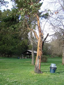a mature madrone tree. its bark is mostly sloughed off, but the woodflesh beneath is yellowish tan instead of red. one branch has completely broken off and one has no foliage.
