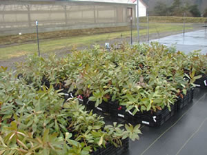 young potted madrone plants in crates on a striped black groundcloth