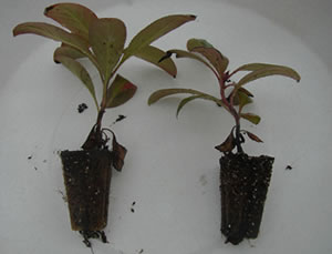 small plants laying next to each other. Their pots have been removed but their roots and soil still show the shape.