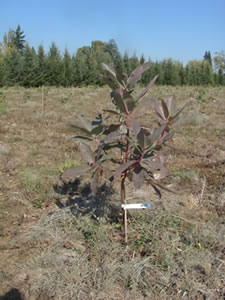 a small madrone with reddish-brown leaves that look otherwise healthy (no visible wrinkling, deformation, or wilting)