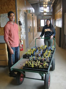 a girl pushing a flatbed wagon with trays of baby trees while a boy smiles next to her