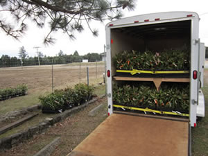 Two layers of plants in an enclosed truck or trailer. the back door is lowered so the plants can be seen.
