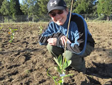 Person next to newly planted seedling