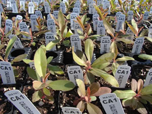 Small plants, each with a white tag stuck into the soil next to it.