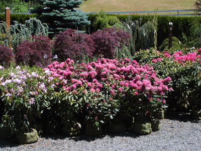 flowering pink shrubs in burlap containers on gravel