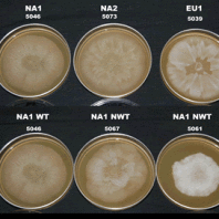 six petri dishes filled with a pale orange nutrient agar in two rows. each is labeled above with a number and an alphanumeric code. in the center of each dish, a small round sample of phytophthora was placed. Outward from each sample has grown a unique pattern of mycelia, some of which can be seen on top of the agar and some only growing within it.