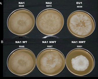 two rows of three petri dishes filled with an orange nutrient agar. in the center of each dish was placed a different sample of phytophthora. each sample has grown radially outward in a unique pattern, with some mycelia primarily growing within the agar and some growing entirely on top of it.