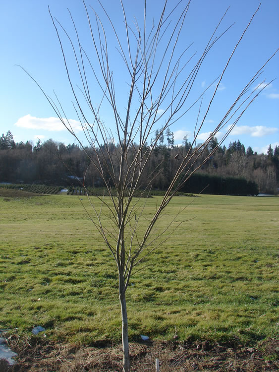 a very thin elm tree with no foliage with all limbs intact