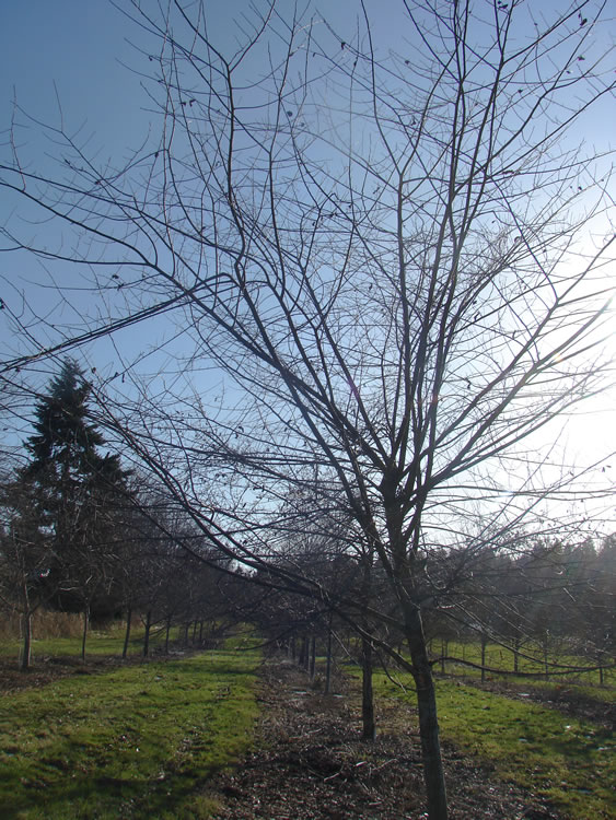 a young elm tree with no foliage and a few broken branches