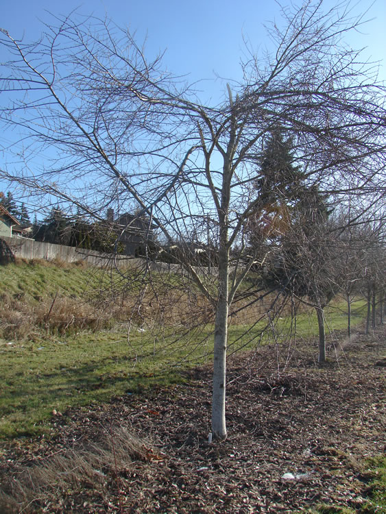 a young elm tree with many small twigs but no foliage. the top has snapped and some of the larger branches are pointing dowward.