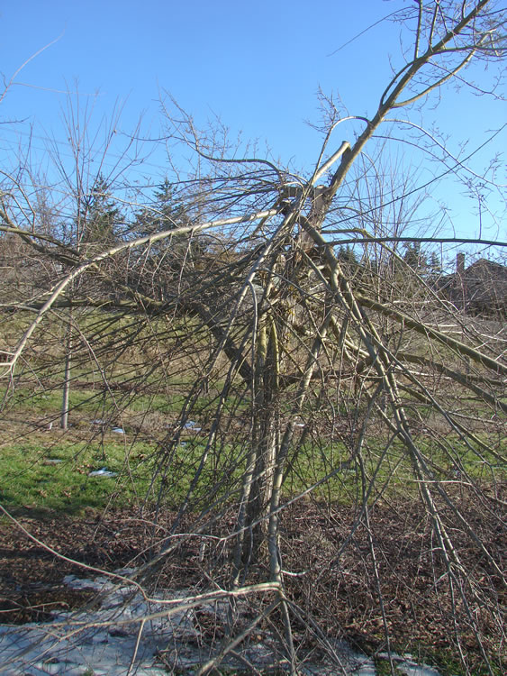 a young elm tree with no foliage. its top has broken off and many branches are broken as well.