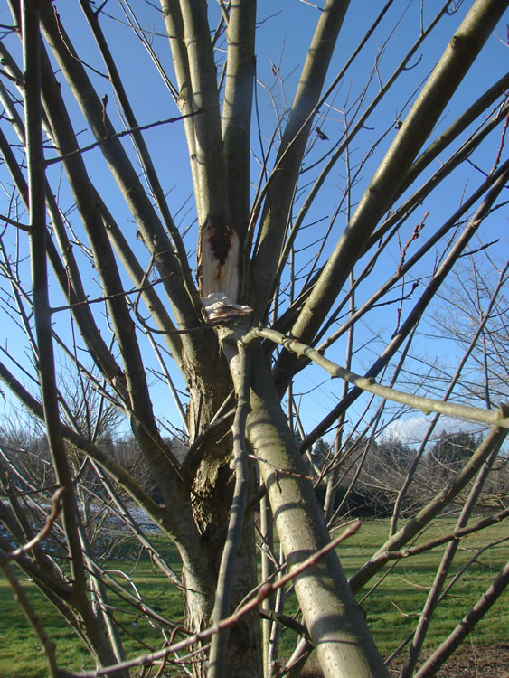 a midsize elm tree with one large branch broken off. a dark stain can be seen where the branch is coming away from the tree.