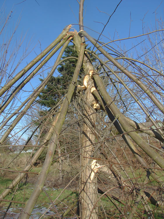 a midsized elm tree with no foliage. all branches are broken and peeling downward.