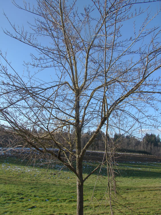 a young elm tree with no foliage and several broken branches