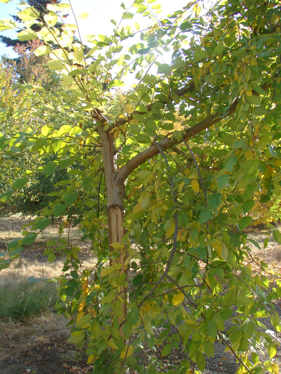 a young elm tree that has split in half below the top. the dark pith  in the center of the stem can be seen. the leaves are yellowing