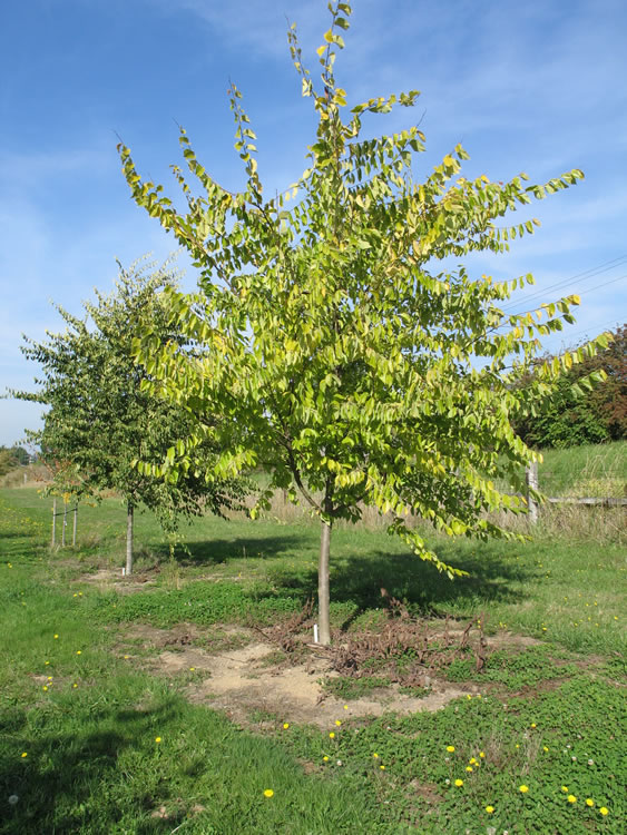 a young elm tree with bright green yellowing foliage. behind it is another tree with darker foliage