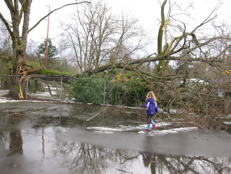 next to a parking lot, a mature elm tree with half broken off. the broken half is laying down on top of some bushes. a girl with blonde hair and a purple coat is playing in the flooding parking lot. you can also see another mature elm with large branches broken off behind and to the right of the first one