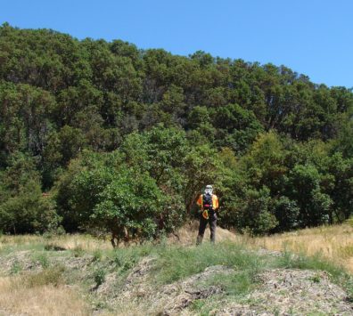 Volunteer collecting data on madrones