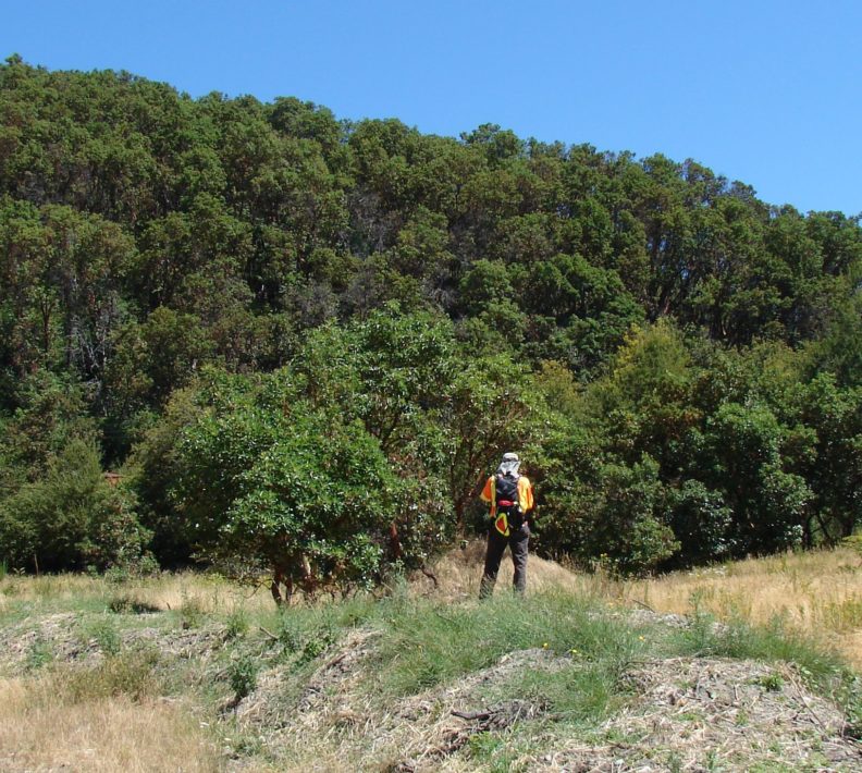 a man in a safety vest with a hat that protects his neck from the sun faces away from the camera toward a stand of midsize madrones in front of what looks like a dense cottonwood forest.