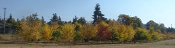 a row of elm trees with fall colors in front of a mixed conifer forest