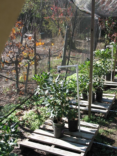 plants in pots are set on wooden pallets to keep their bottoms dry. White irrigation spigots with sprinkler heads are set up through the slats of the pallets.