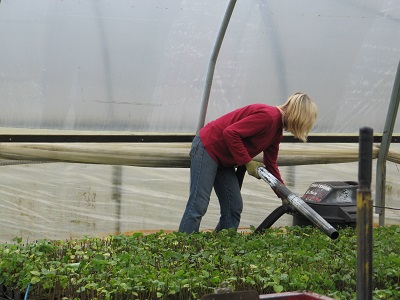 worker in a red shirt watering plants