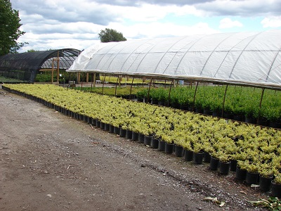 Rows of small plants in pots outside a greenhouse