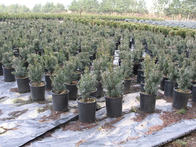 Small potted conifers on a tarp