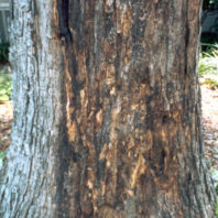 Wetwood on white oak shows through the bark as irregular black streaks