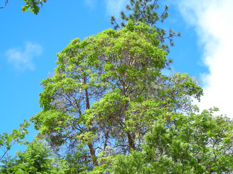 Pacific madrone canopy with healthy green foliage