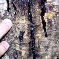 tree bark with drips of dark, shiny ichor on the outside