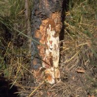 Some of the bark has been shaved away to show white Armillaria mycelial fans