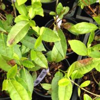Camellia leaves showing brown spots
