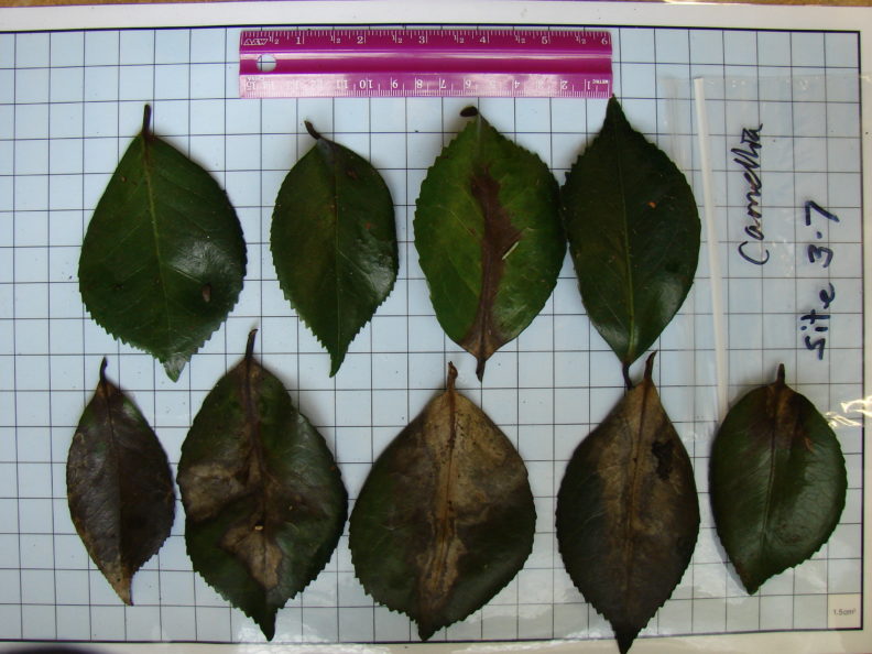 seven leaves on a grid with a pink ruler above them. The three leaves on the bottom are covered in lesions and severely yellowed. The four leaves on the top have smaller lesions. Second from the right leaf in the top row has a brown lesion along nearly its entire midrib and discoloration can be seen spreading outward.