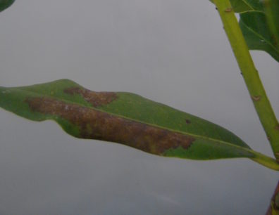 a long, narrow leaf with a large lesion along one side of the midrib and a smaller one on the opposite side towards the edge.