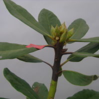 rhododendron showing dark brown shoot dieback below the terminal leaves