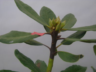 the shoot dieback shows as a dark brown lesion below the top of the branch. 