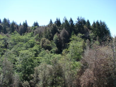 Dead tanoaks and healthy trees of more resistant species in Oregon