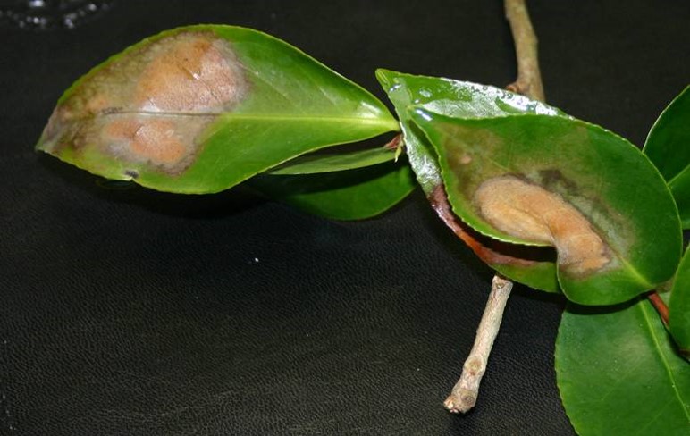shiny green leaves with severe phytophthora lesions 