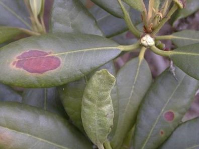 rhododendron leaves, two of which show sunscald lesions