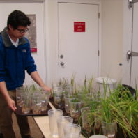 a student placing a tray of cups with plants growing in them onto a table