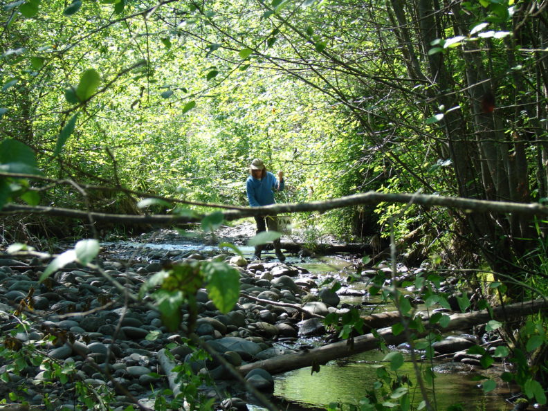 a worker standing in a stream looking for Phytophthora symptoms