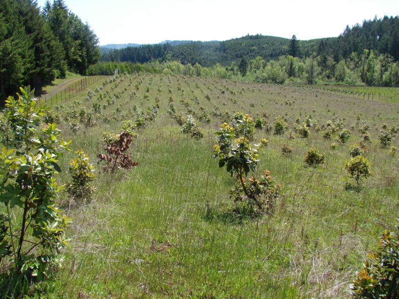 young madrones planted in rows. they are in various stages of health.