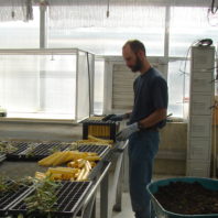 a man in a greenhouse with a rack of yellow plant tubes. more tubes lay scattered on the table in front of him