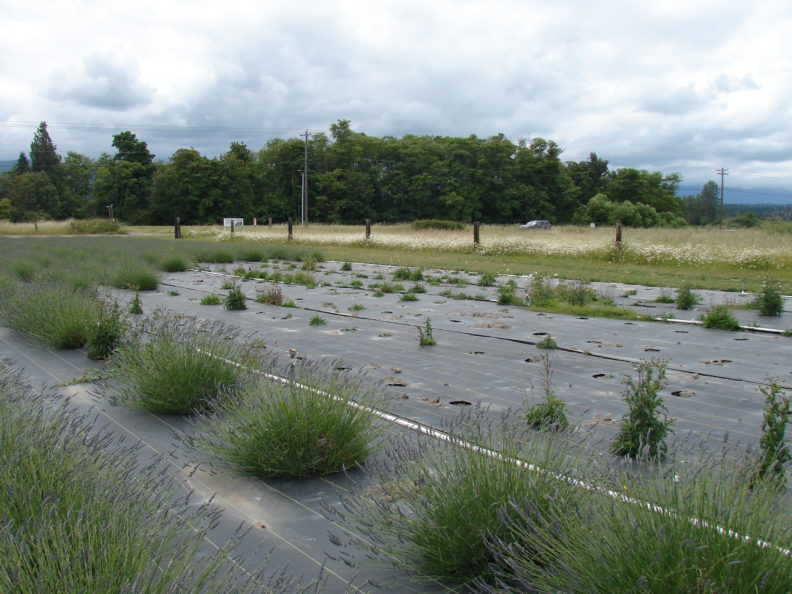 symptomatic field of lavender planted through a striped black ground cloth