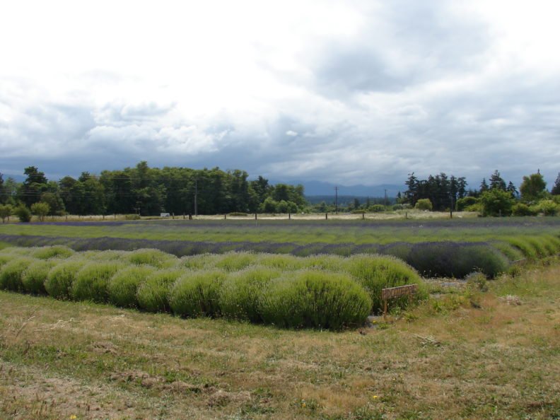 Lavender bunches planted in rows
