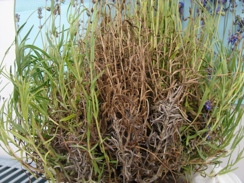 a lavender bunch. the interior shoots are all dead and the shoots around the outside are pale green with their flowers drooping
