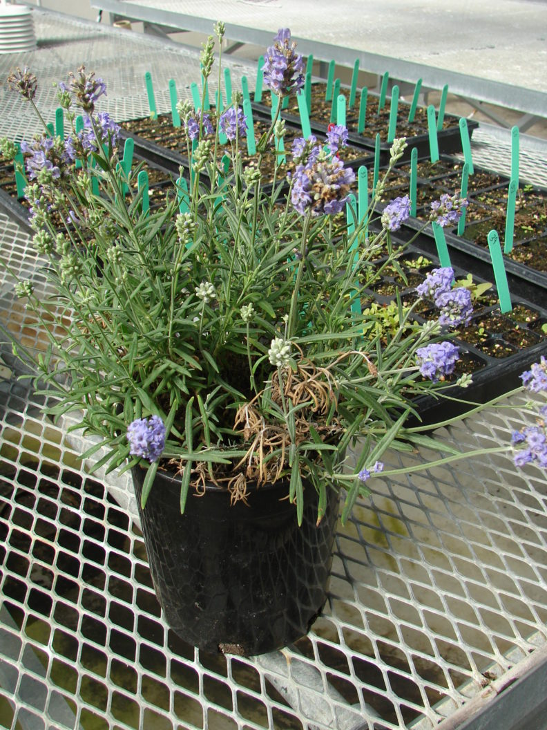 Potted lavender plant with large flowers. one shoot is dead