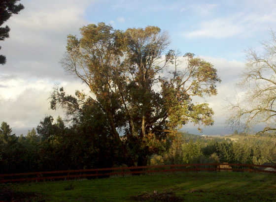 a very large madrone tree with areas of sparse or nonexistent foliage