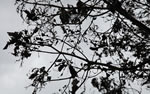this image is tiny and I could not find a bigger version of it, it looks like a black tree against a gray sky